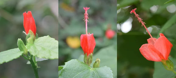 Red Mini Hibiscus — Stok Foto