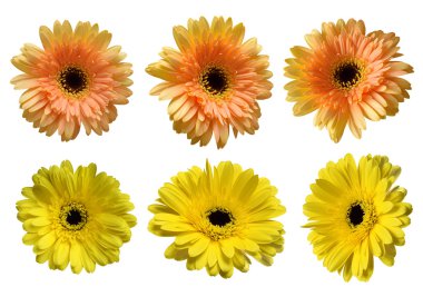 Güzel Gerbera çiçekleri