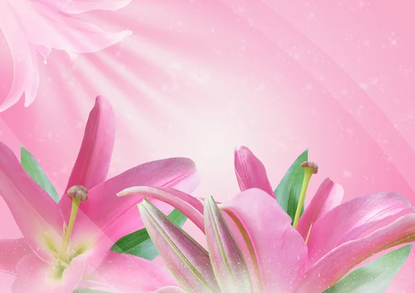 Rosa lilja blomma — Stockfoto