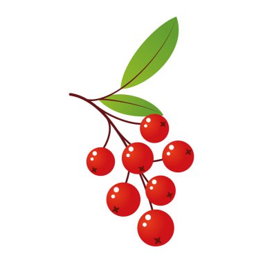 Yaprak ve böğürtlenli Rowan ağacı dalı. Beyaz arkaplanda izole edilmiş vektör illüstrasyonu. Dağ külleri yaz tasarımı. Gradyan dolgu. Bir yığın dağ külü.