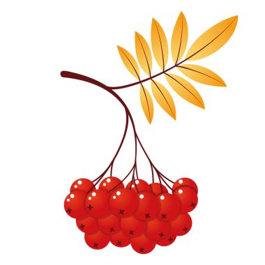 Yaprak ve böğürtlenli Rowan ağacı dalı. Beyaz arkaplanda izole edilmiş vektör illüstrasyonu. Dağ külleri yaz tasarımı. Gradyan dolgu. Bir yığın dağ külü.