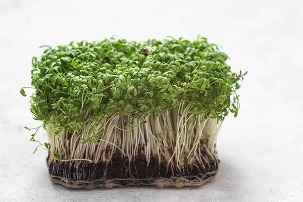 Semprotan Hijau Mikro Dari Salad Selada Air Gaya Hidup Sehat — Stok Foto