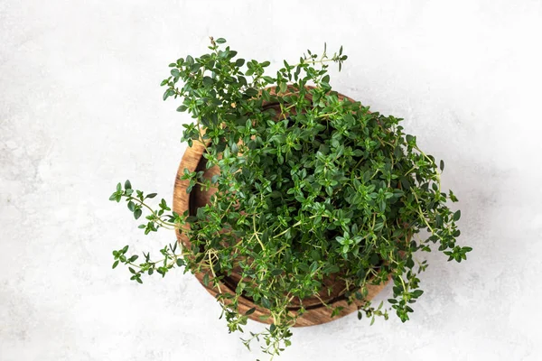 Daun Muda Thyme Dalam Pot Bibit — Stok Foto