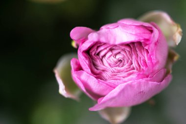 Pembe ranunculus çiçeği yakın plan. Seçici odak