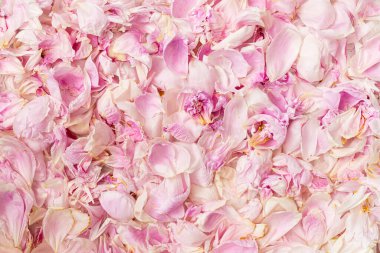 Arka planda pembe şakayık yaprakları