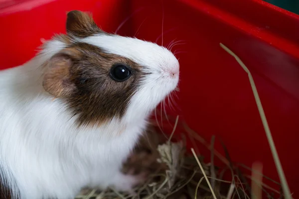 Guinea pig closeup — Stock Photo, Image