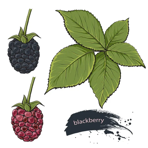 Blackberry Dulce Fruta Bosque Bayas Iconos Establecidos Ilustración Realista — Vector de stock
