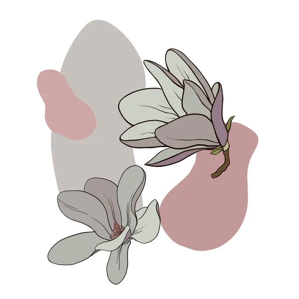 Disegno Colori Ramo Magnolia Con Fiori Foglie Vettore Isolato Sullo — Vettoriale Stock