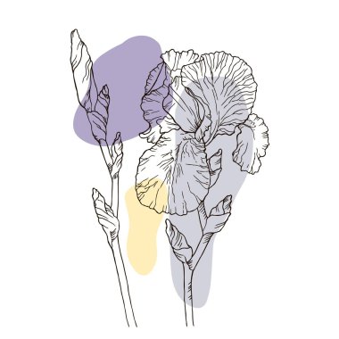 Sketch iris çiçekleri, el çizimi, mürekkep stili, siyah beyaz çizgi çizimi