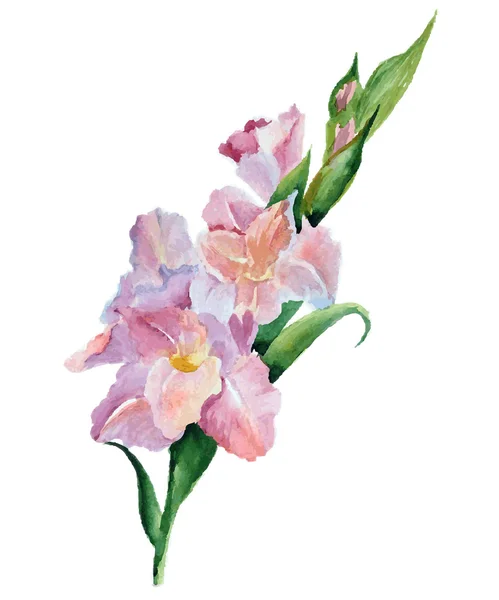 Gladiolus flowers watercolor — Stock Vector