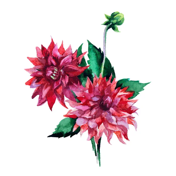 Dahlia flores acuarela — Vector de stock