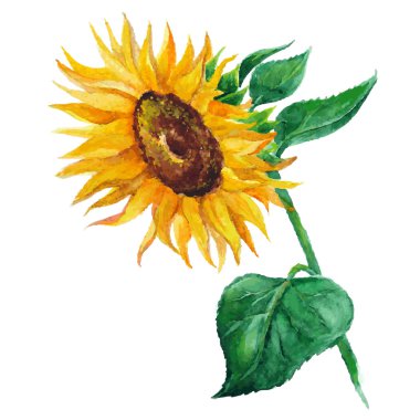 Ayçiçeği çiçek el ile boyalı