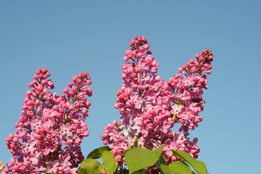 güzel çiçek açan leylaklar