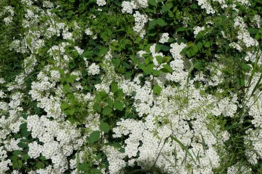 Çimlerde beyaz çiçekler