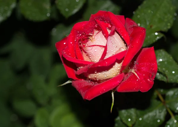 Rosa roja con gotitas de agua — Foto de Stock