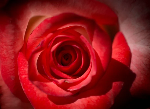 Sfondo di rose rosse — Foto Stock