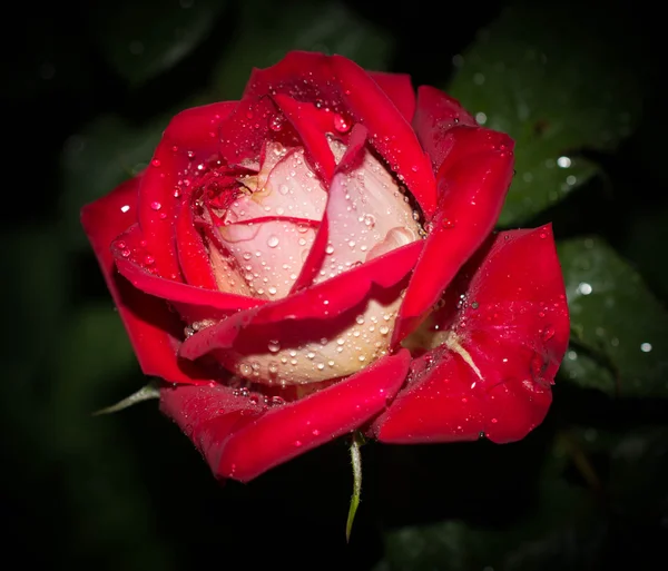 Rosa rossa da vicino con gocce di rugiada — Foto Stock