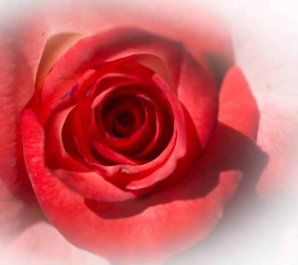 Rosa rossa su bianco — Foto Stock