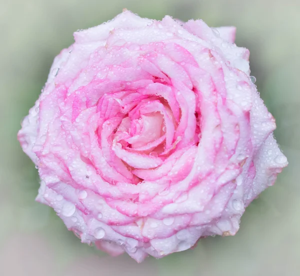 Rose close up with drops of dew — Stock Photo, Image