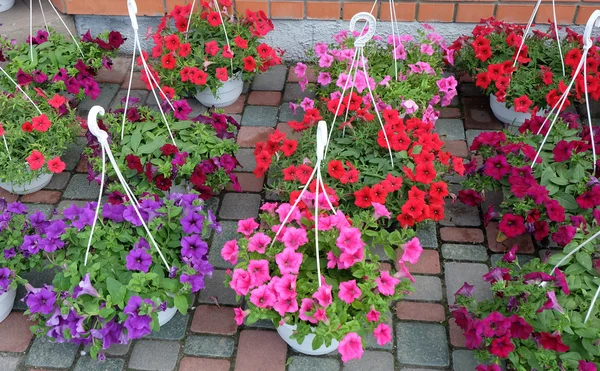 Petunias in pots for the garden — Zdjęcie stockowe