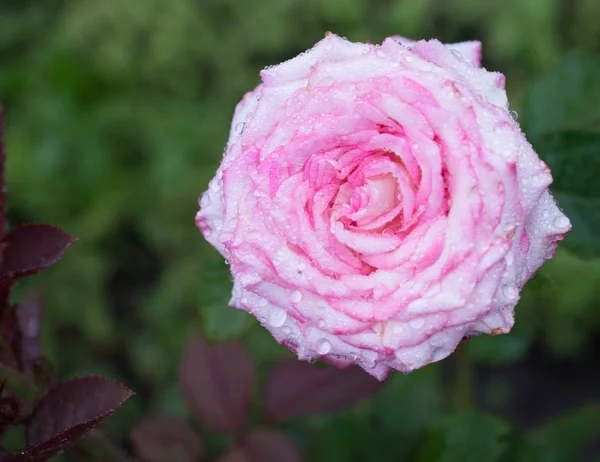 Pink rose — Stock Photo, Image