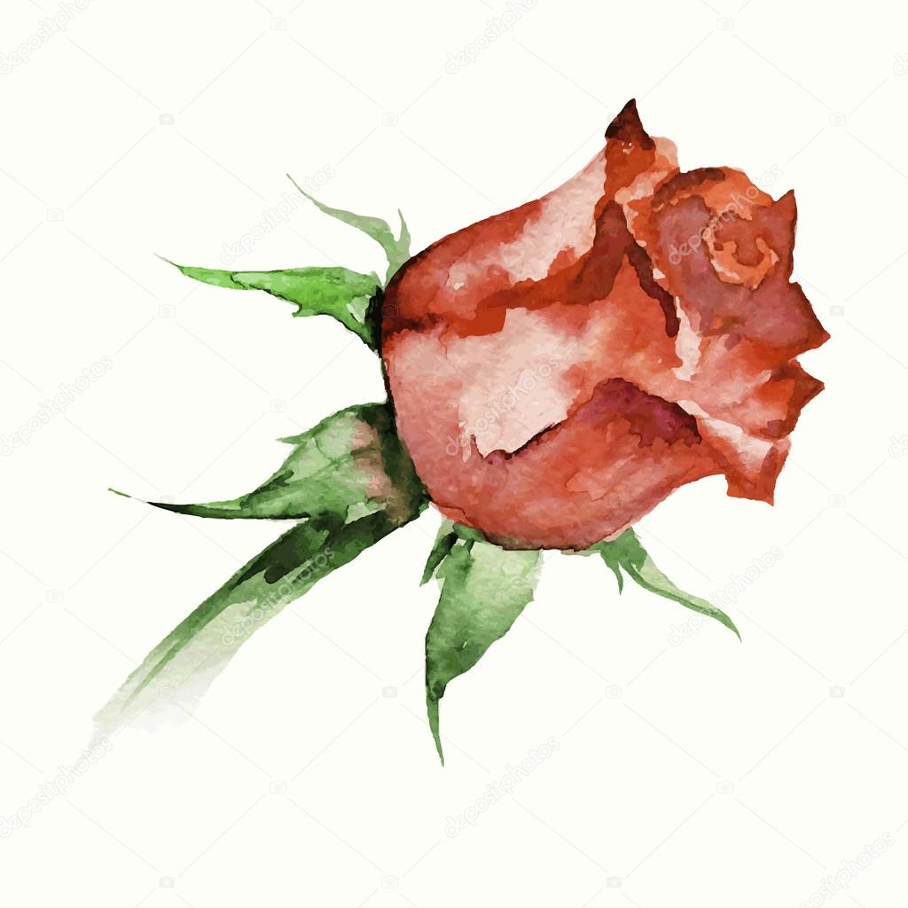 watercolor rosebud