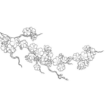 Asya kiraz çiçeği çiçeği, botanik sanatı. Bahar Sakura ağacı dalı, el çizimi karalama vektör çizimi. Güzel siyah mürekkep sanatı, beyaz arka planda izole edilmiş. Çiçek çiçeği çizimi.