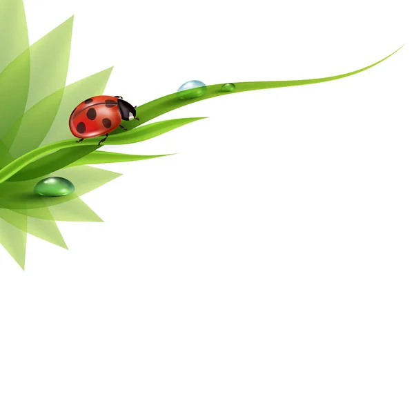 Herbe verte avec rosée et coccinelle — Image vectorielle