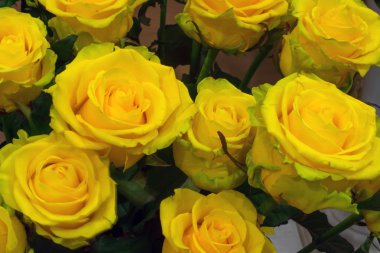 arka plan Sarı Gül