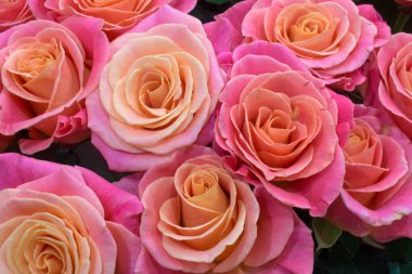 Bir buket pembe gül.