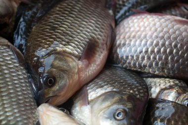 yakın çekim sazan yakalamak