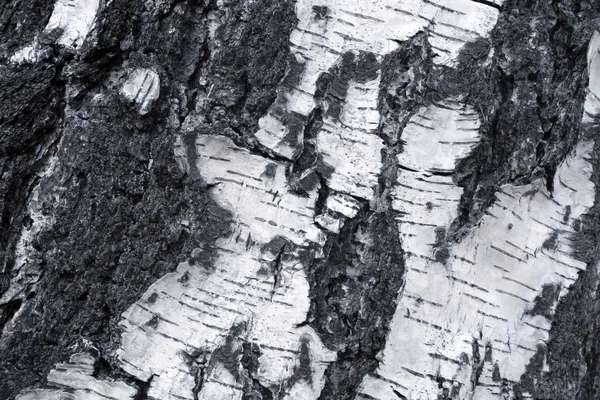 白樺の樹皮の木 — ストック写真