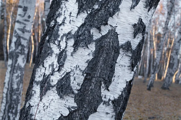 Mesteacan close-up — Fotografie, imagine de stoc