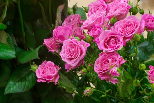 Ramo de rosas — Foto de Stock