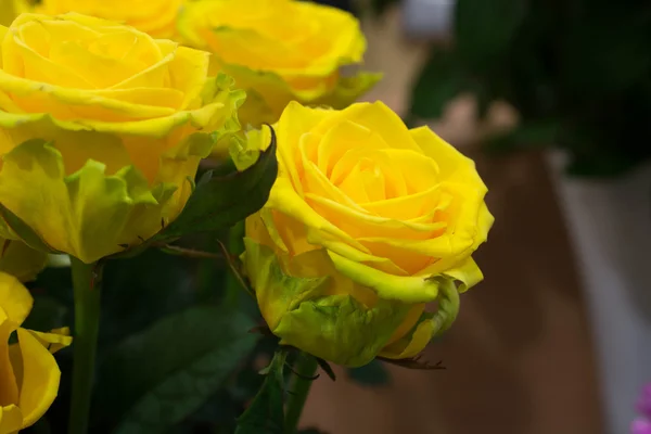 Bouquet of yellow roses — Stock Photo, Image