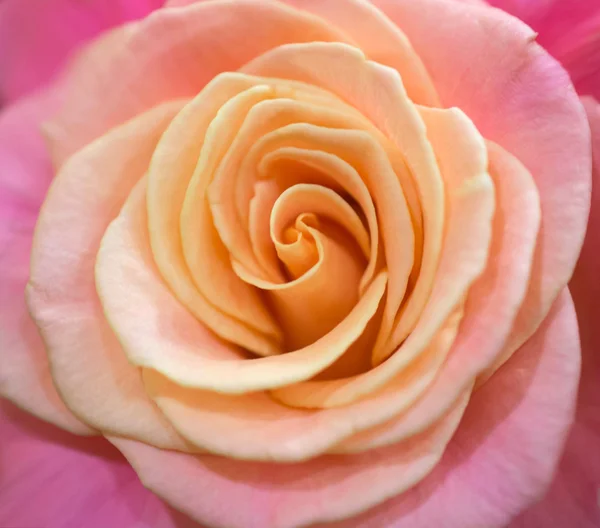 Pink rose close up — Stock Photo, Image
