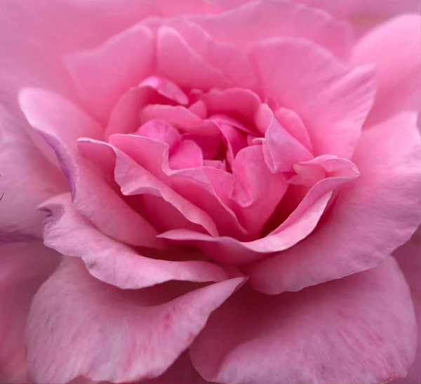 Flor de rosa flor — Foto de Stock