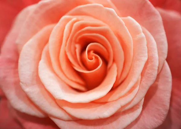 Rose close up — Stock Photo, Image