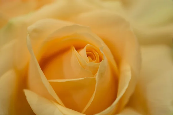 Kuning mawar menutup — Stok Foto