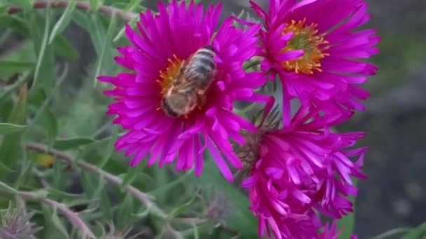 Die Biene — Stockvideo