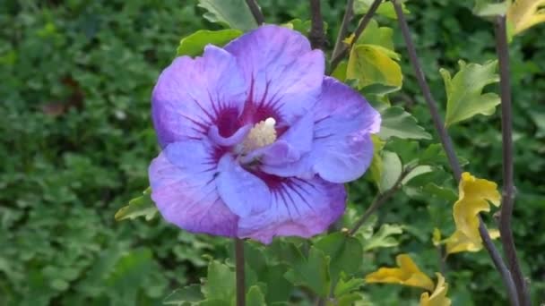 Hibiscus