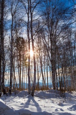 Rus Sibirya Kış Huş Ormanı Ocak ayında