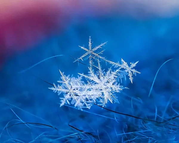 Makro närbild en delikat naturlig snöflinga på blå rosa bakgrund Stockfoto
