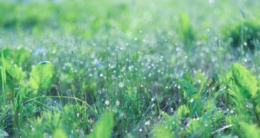 Seçici odaklı yeşil çimen sabah arkaplanı