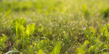 Sabah su damlaları yeşil çimlere düşer
