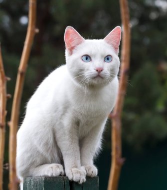 Koyu yeşil arka planda mavi gözlü beyaz kedi portresi