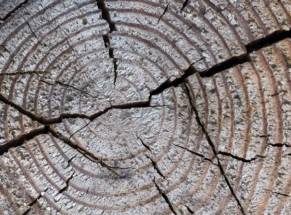 Wooden stump round cut down tree with cracks. — Stock Photo, Image