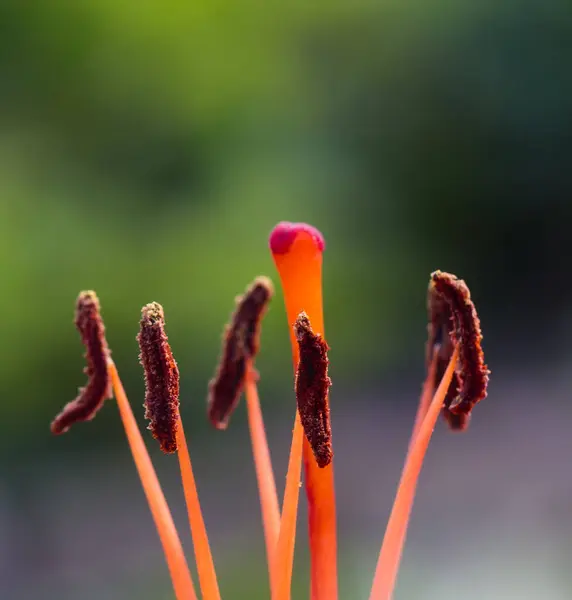 Pistilo y estambres de lirio rojo con polen de cerca. — Foto de Stock