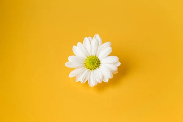 En vit tusensköna blomma på gul bakgrund Stockbild