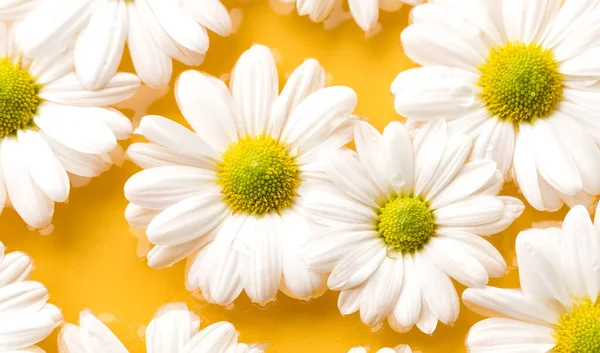 Крупним планом красиві білі ромашкові квіти на жовтому фоні води — стокове фото